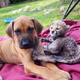 Illustration for article titled Cheetah Cub Meets Puppy BFF